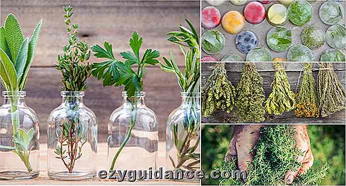 11 hemmeligheter for høsting og konservering av urter for bruk året rundt