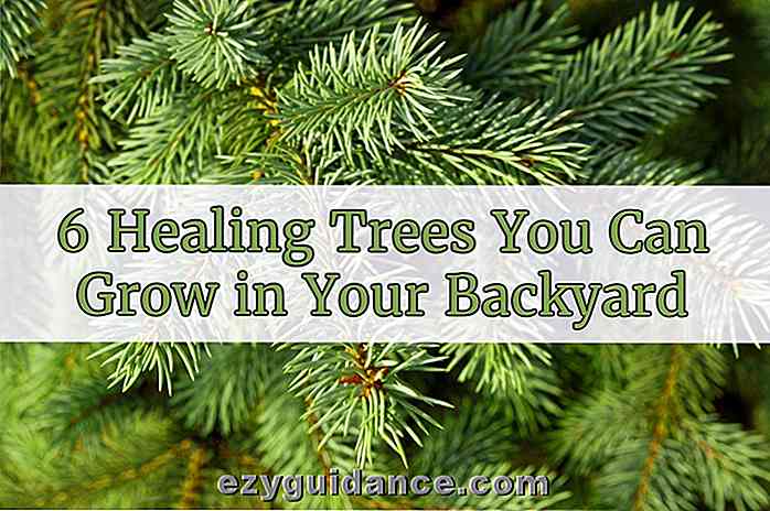 6 alberi di guarigione che puoi coltivare nel tuo giardino