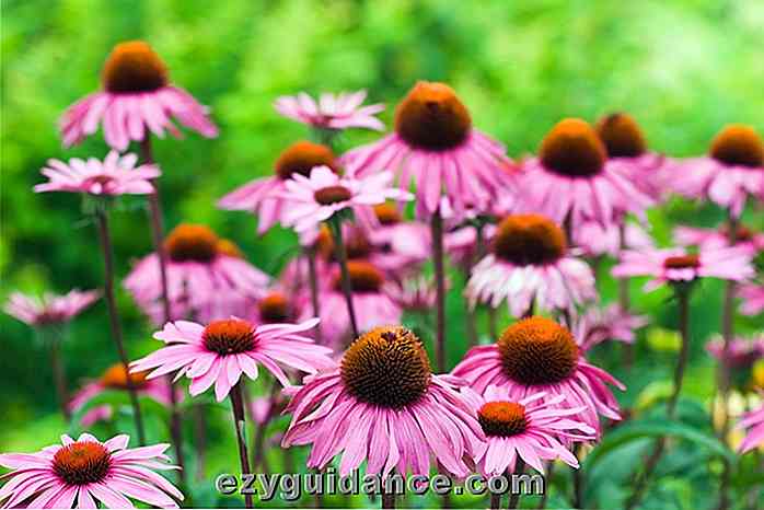 10 skäl till att echinacea borde växa i varje trädgård