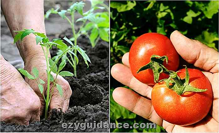 11 Pro segreti per coltivare i pomodori più dolci e delicati del mondo