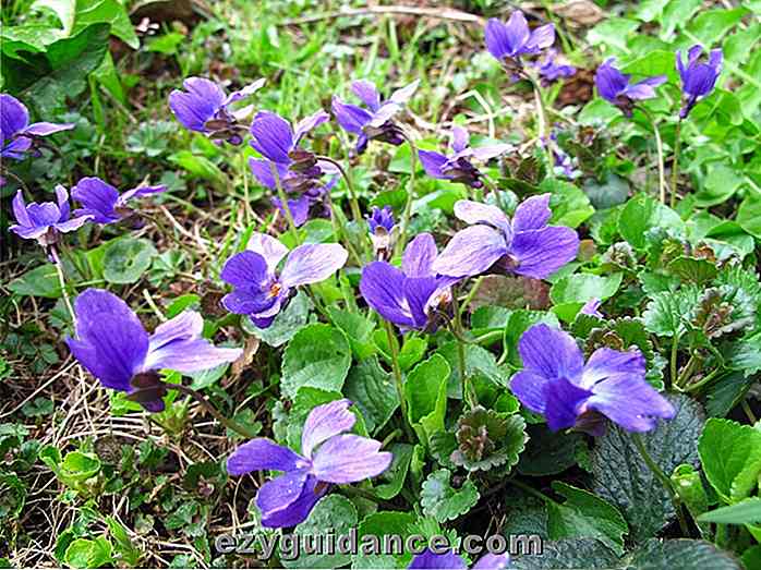 7 härliga sätt att använda vilda violetter