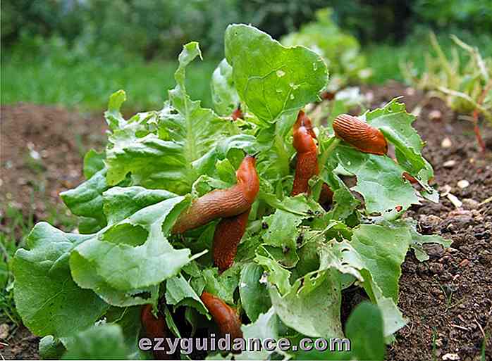 8 modi naturali per sbarazzarsi di lumache nel tuo giardino