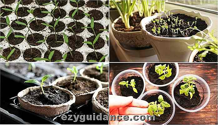 10 bästa tips och tricks för att starta frön inomhus