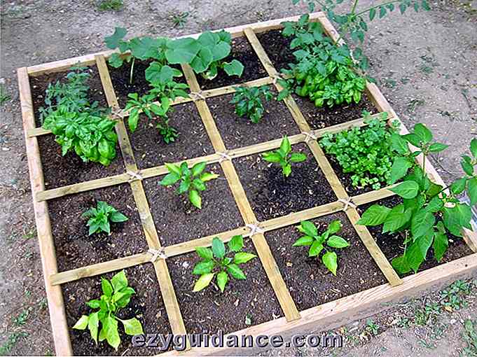 Hur man planerar en kvadratfot Vegetabilisk trädgård - Det enklaste sättet att växa riklig Veg