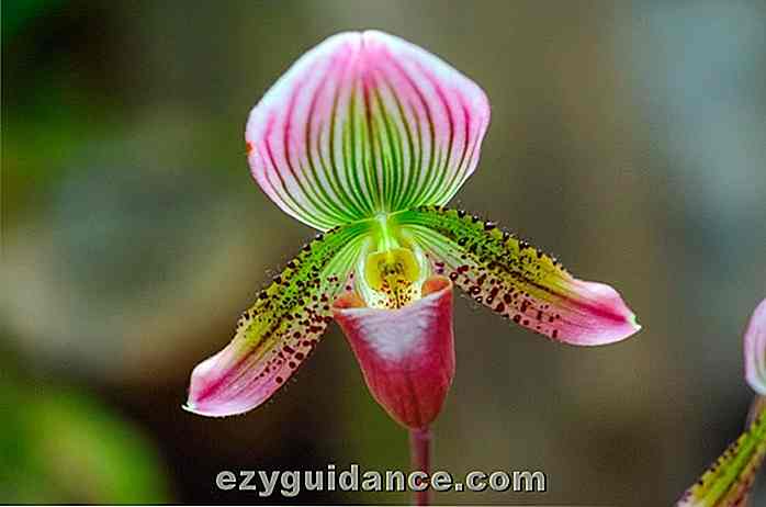 Den totala guiden till växande vackra orkidéer