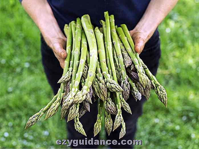 Hur växer asparges: Den läckra grönsaken som växer tillbaka varje år