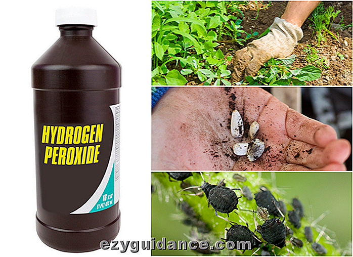 10 modi sorprendenti per utilizzare il perossido di idrogeno nel giardino