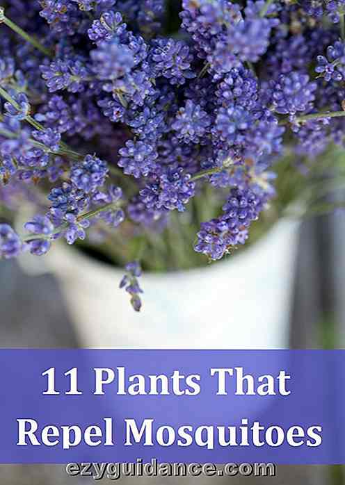 11 duftende planter som forandrer mygg