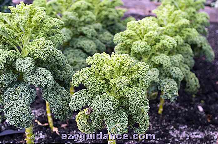 Hvordan vokse en rikelig tilførsel av Kale