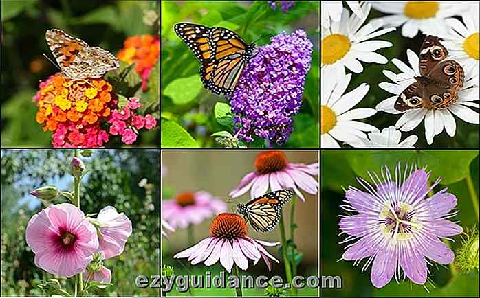 30 vakre planter for å tiltrekke seg sommerfugler til hagen din