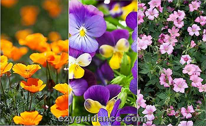 18 Lättaste och vackraste blommor som alla kan växa i deras trädgård