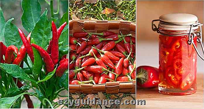 Hur man odlar chili och 5 konstiga sätt att använda dem