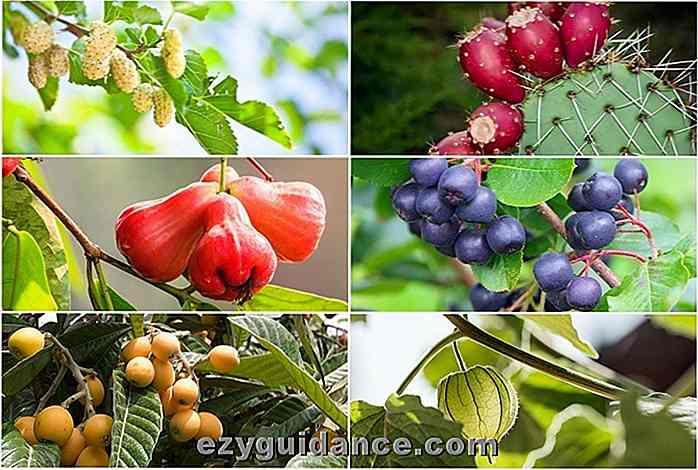 Top 20 unieke vruchten die u kunt laten groeien in uw achtertuin