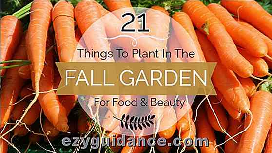 21 saker att plantera i höstens trädgård för mat och skönhet
