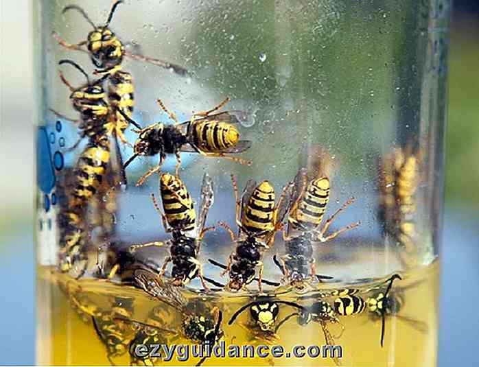 8 geniale måter å bli kvitt Wasps & Hold dem unna
