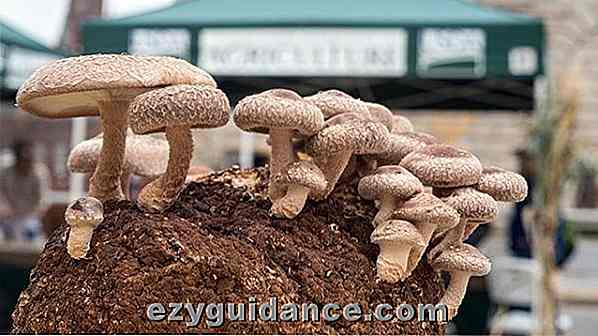 Hur man odlar dina egna ändlösa svampar hemma