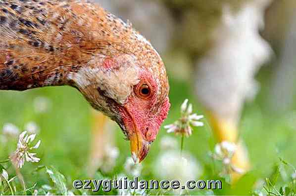 9 Giftiga livsmedel Du borde aldrig mata dina kycklingar + Hur man odlar din egen