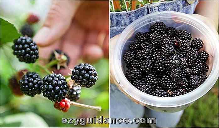 10 briljante måter å bruke alle de Blackberries du fôr