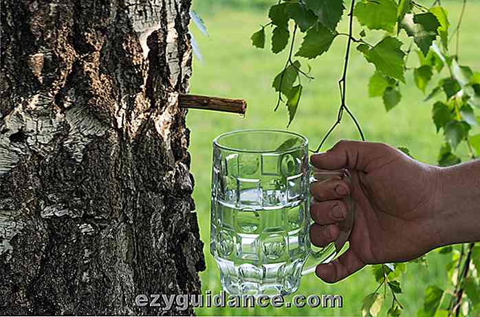 7 motivi per cui dovresti bere acqua di betulla + come farcela