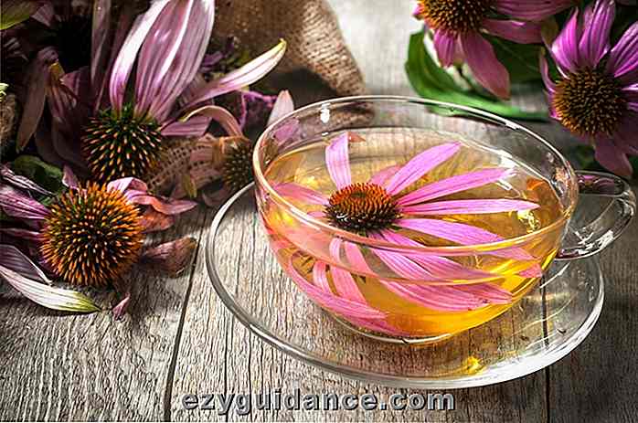 16 skäl till att du ska dricka echinacea te varje dag