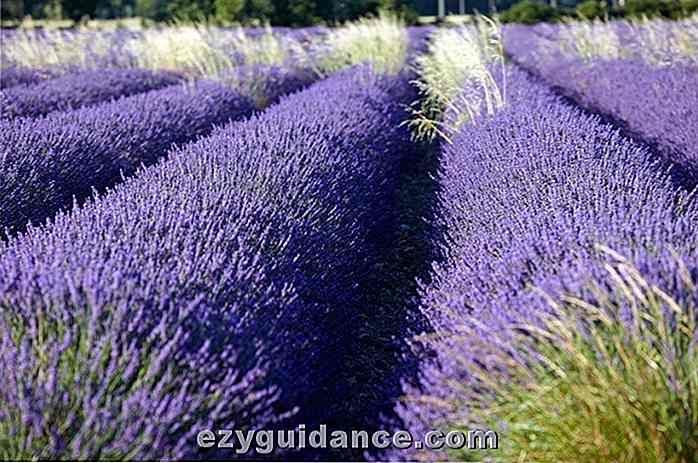 26 unwiderstehliche Gründe, Lavendel in Ihrem Garten anzubauen