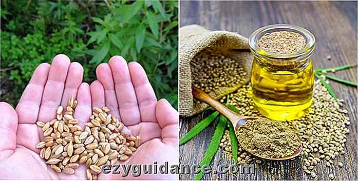 12 maneras de usar aceite de semilla de cáñamo mejorarán su salud y su vida