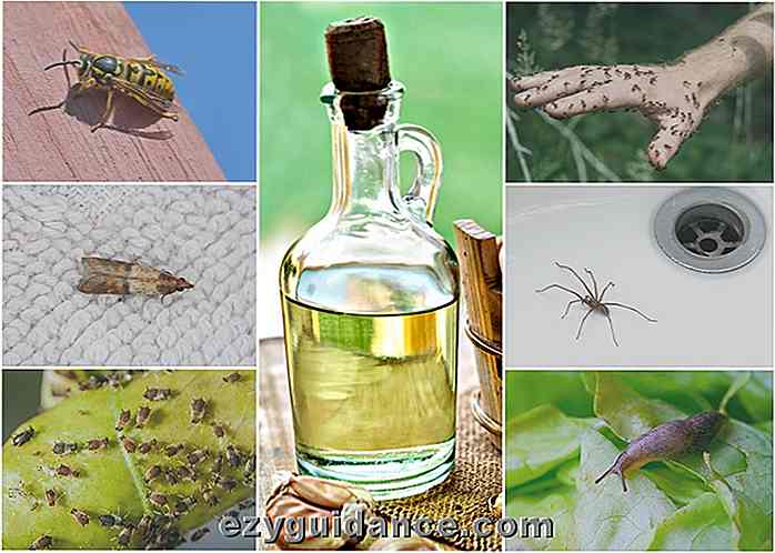 5 natürliche Öle, um Schädlinge aus Ihrem Haus und Garten zu halten