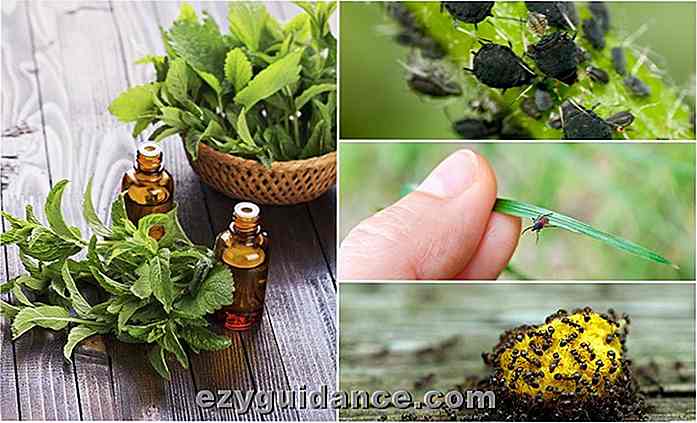 5 besten ätherischen Ölen gegen häufige Bugs, Insekten und Schädlinge