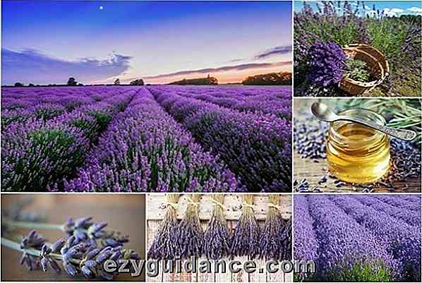 Der vollständige Leitfaden zum Anbau, Ernte und Verwendung von Lavendel