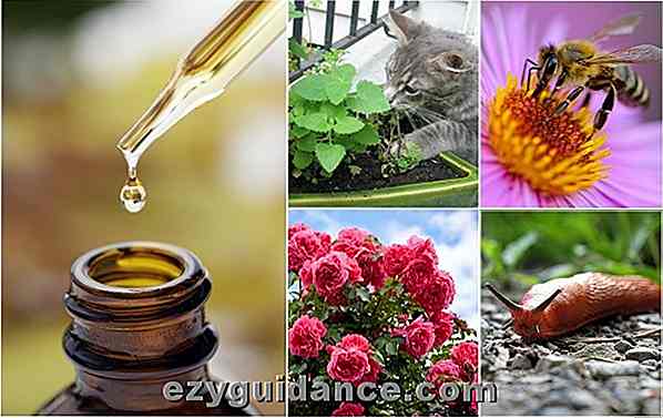 9 kluge Weisen, ätherische Öle im Garten zu verwenden