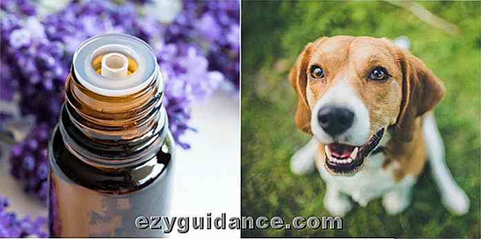 Top 7 ätherische Öle für Hunde und wie man sie benutzt