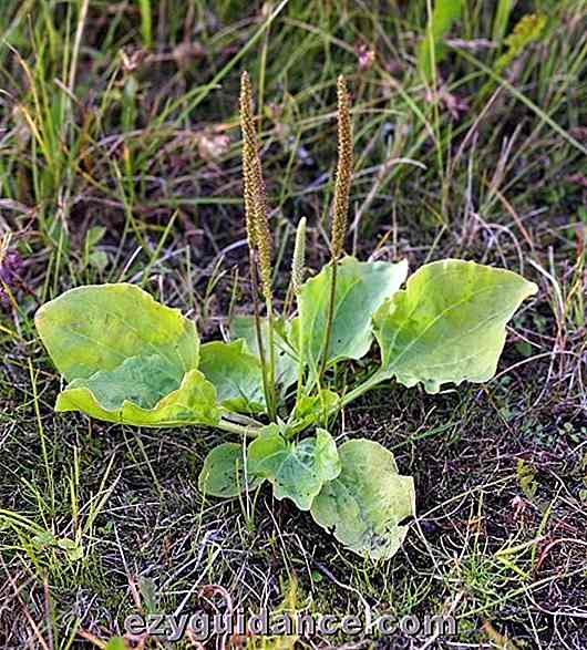 Non uccidere questa erba!  È una delle migliori erbe curative sul pianeta (e probabilmente crescerà vicino a te ora!)