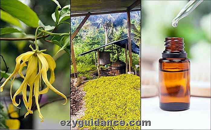 Ylang Ylang Essential Oil: 13 skäl till att du behöver en flaska i ditt hem