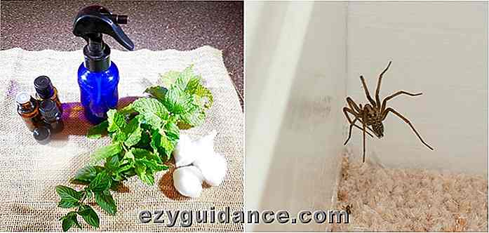 Hemmagjord Spider Repelling Spray som verkligen fungerar