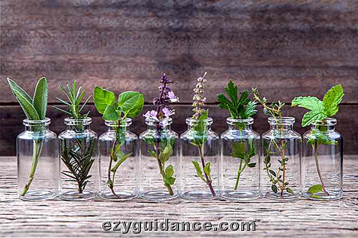 25 hierbas, vegetales y plantas que puedes cultivar en el agua