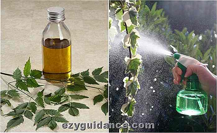 Comment l'huile de Neem fonctionne merveilles pour vos plantes et jardin