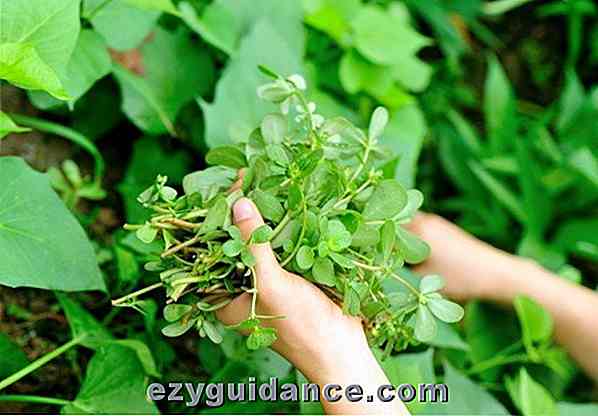 Purslane: la «mauvaise herbe» comestible de tous les jours avec des avantages extraordinaires pour la santé