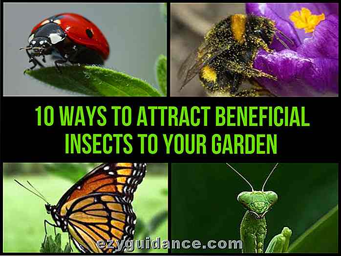 10 maneras de atraer insectos beneficiosos a tu jardín