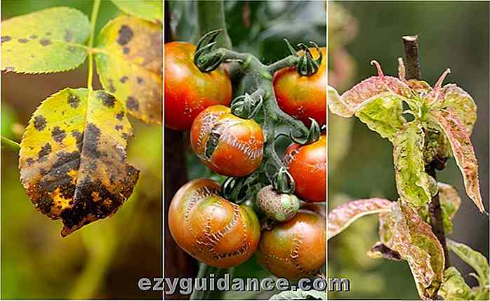 7 comuni malattie delle piante a cui prestare attenzione e come risolverle