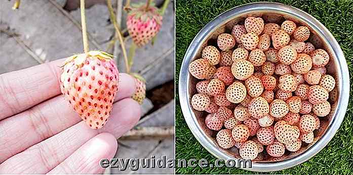 Hvordan vokse Pineberries - The Strawberry som smaker som ananas og Bubblegum