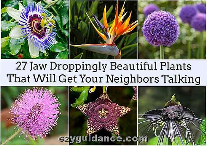 27 Käke droppande vackra växter som kommer att få dina grannar att prata