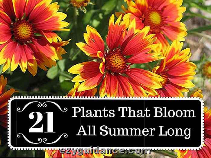21 plantas que florecen durante todo el verano