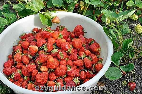 Le guide total pour cultiver des seaux pleins de fraises