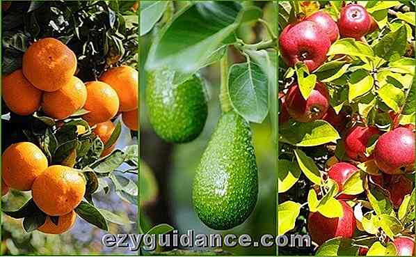 9 hemligheter att få mer frukt från din trädgård