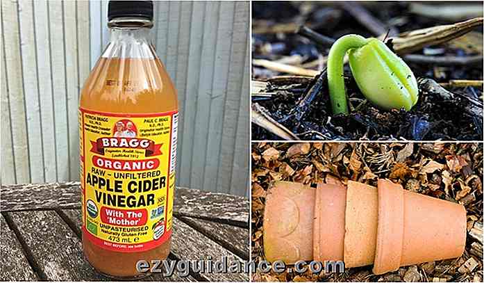 6 usos brillantes para el vinagre de sidra de manzana en el jardín