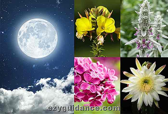 20 Pflanzen wachsen in Ihrem Mondlichtgarten