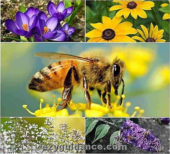 20 schöne Blumen, um Bienen in Ihren Garten zu ziehen
