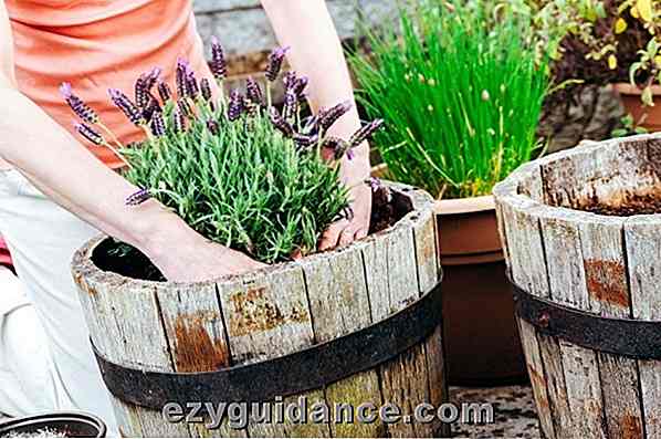 15 Vorteile von Container-Gartenarbeit & Wie man anfängt