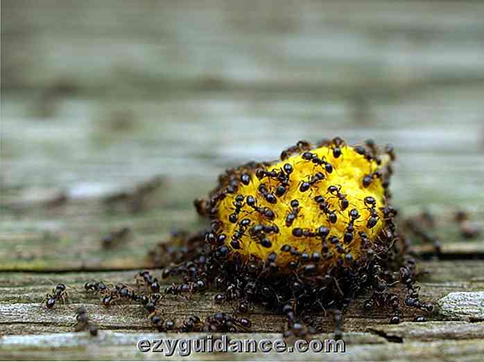 Las 10 maneras más efectivas para deshacerse de las hormigas de tu hogar y jardín