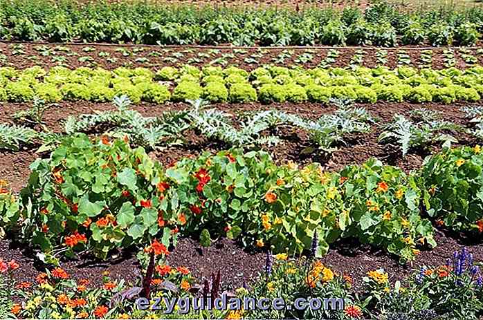 5 trucos instantáneos para aumentar significativamente los rendimientos de tu jardín